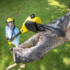 Best Tree Removal  in Firebaugh, CA