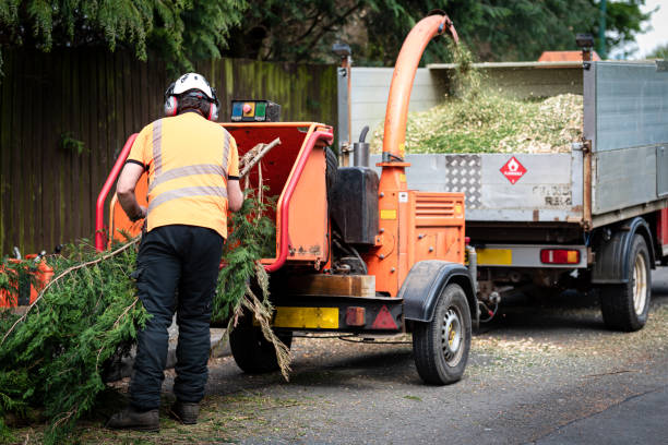 Best Hedge Trimming  in Firebaugh, CA