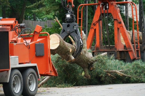 Best Tree Mulching  in Firebaugh, CA