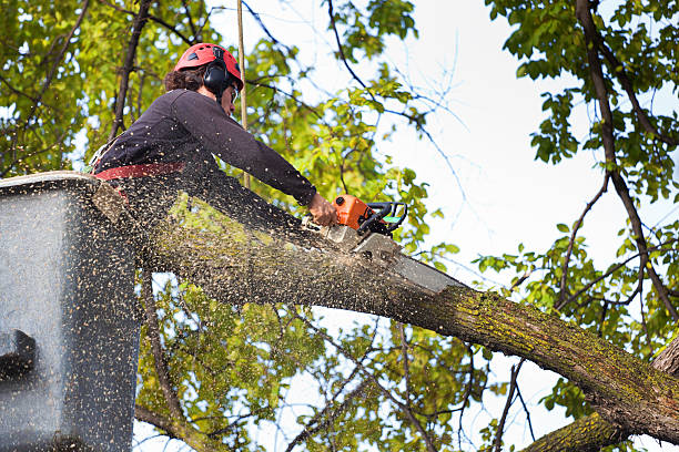 Best Tree Risk Assessment  in Firebaugh, CA